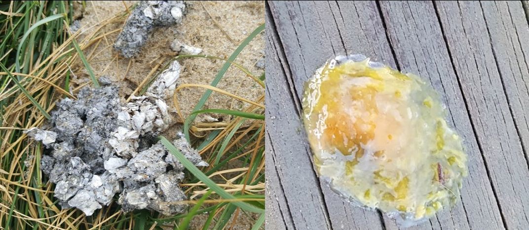 Left: Gray and white clumps of river otter scat. Right: Clear and yellow blob of anal jelly.